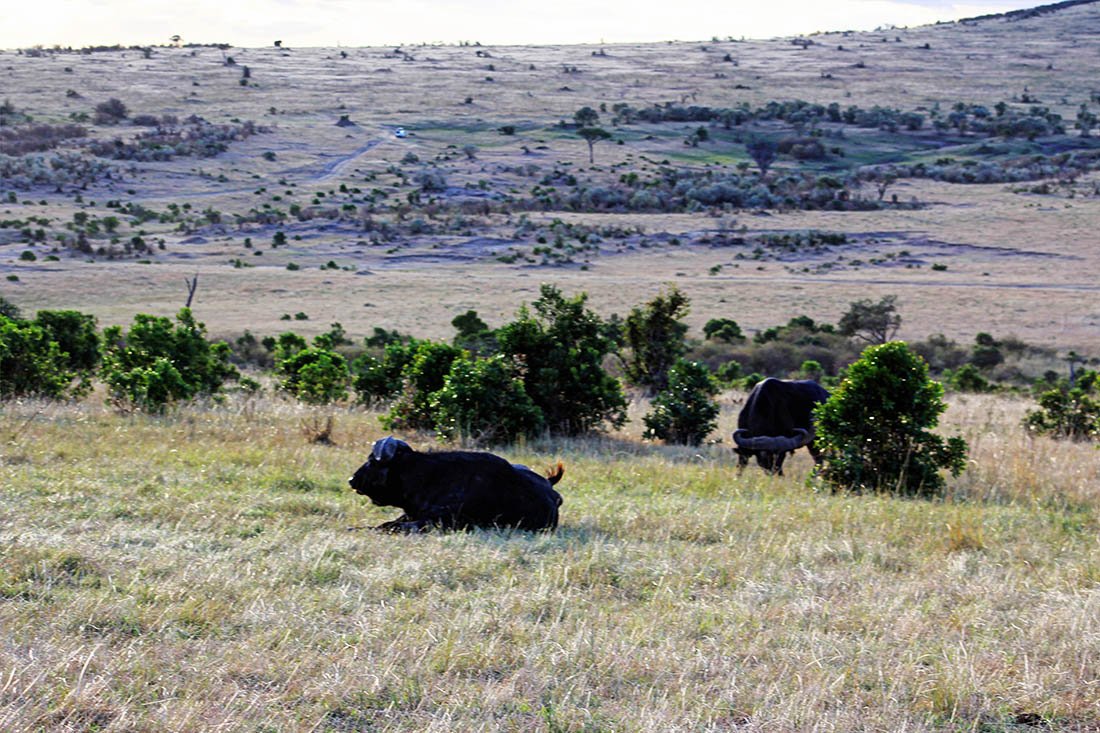 Maasai Mara_Lone buffalo