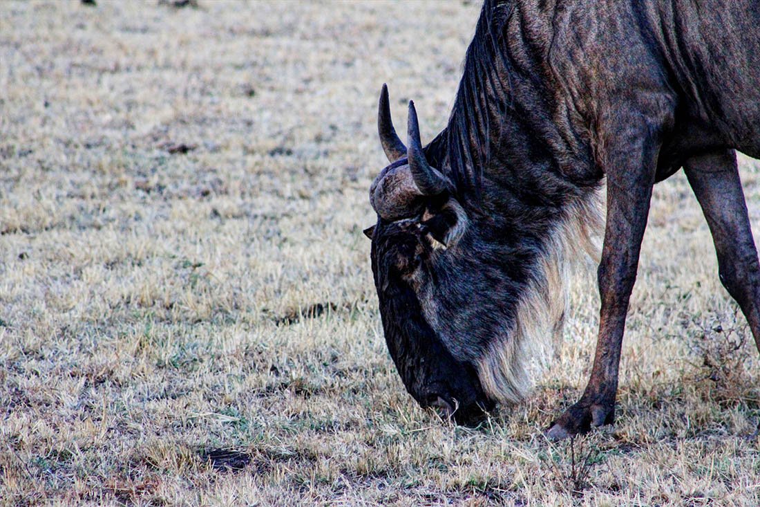 Maasai Mara_Wildebeest