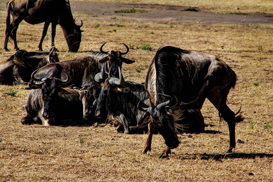 Maasai Mara_Wildebeest1