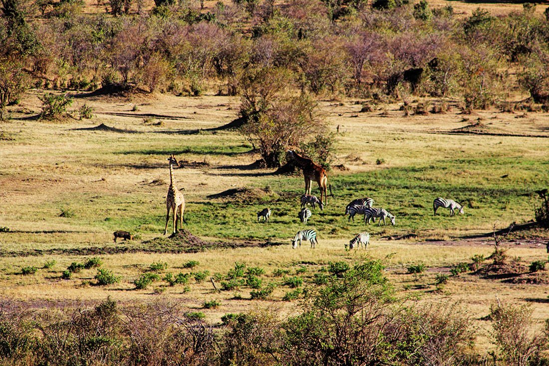 Maasai Mara_Zebras