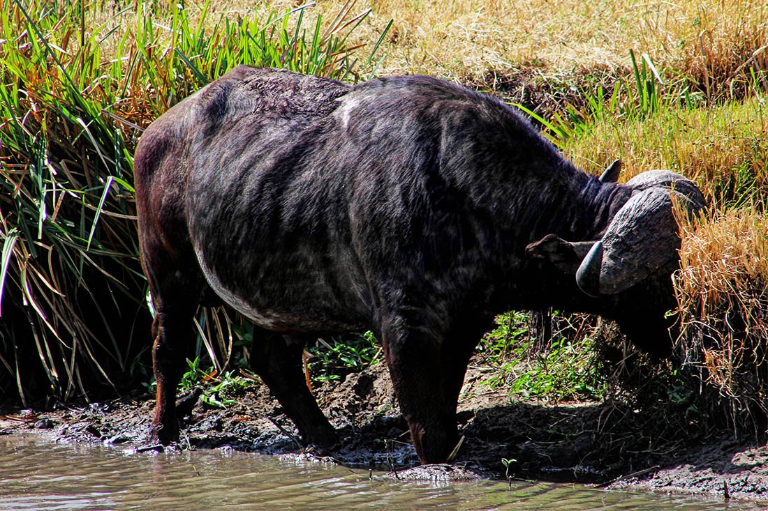 Maasai Mara_buffalo