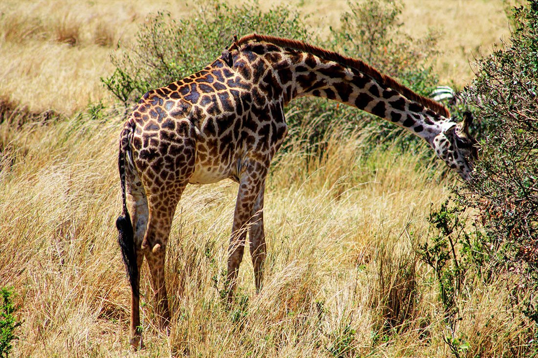 Maasai Mara_giraffe