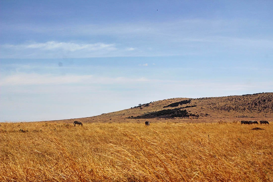Maasai Mara_grass