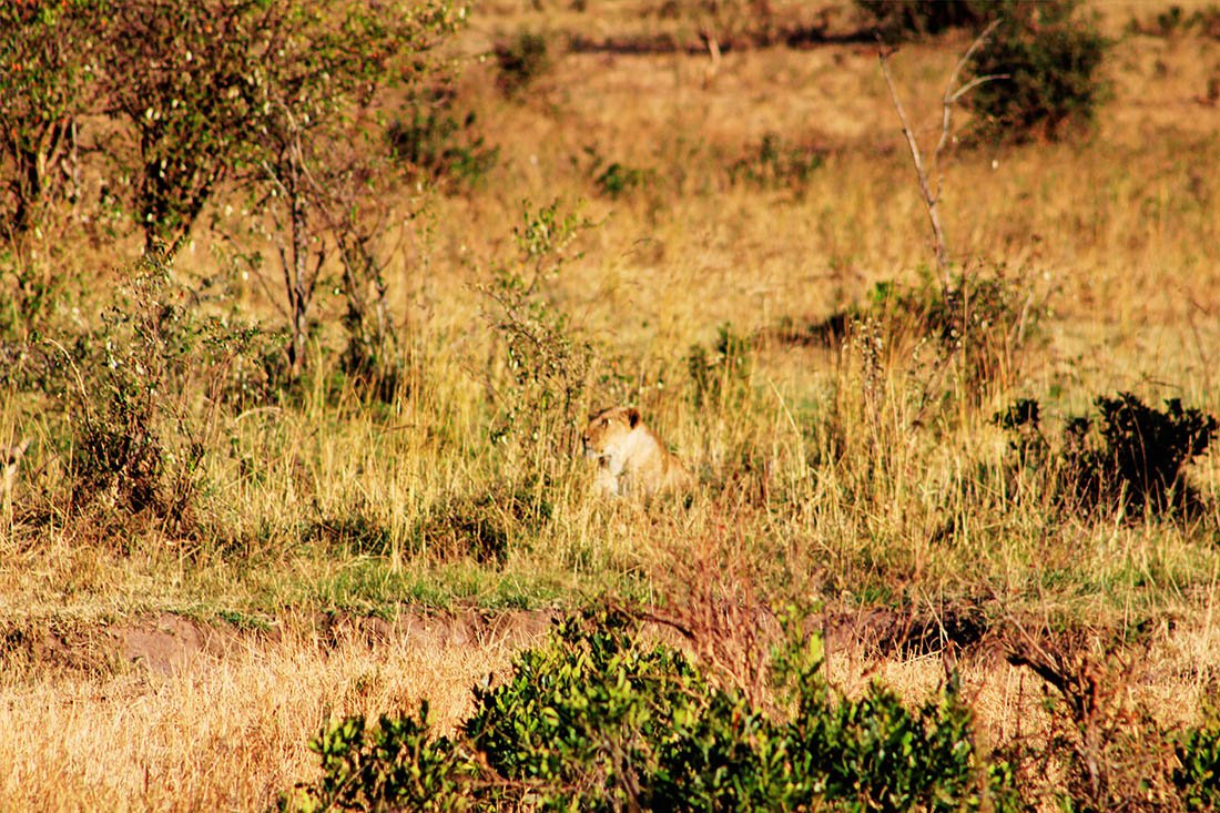 Maasai Mara_lioness