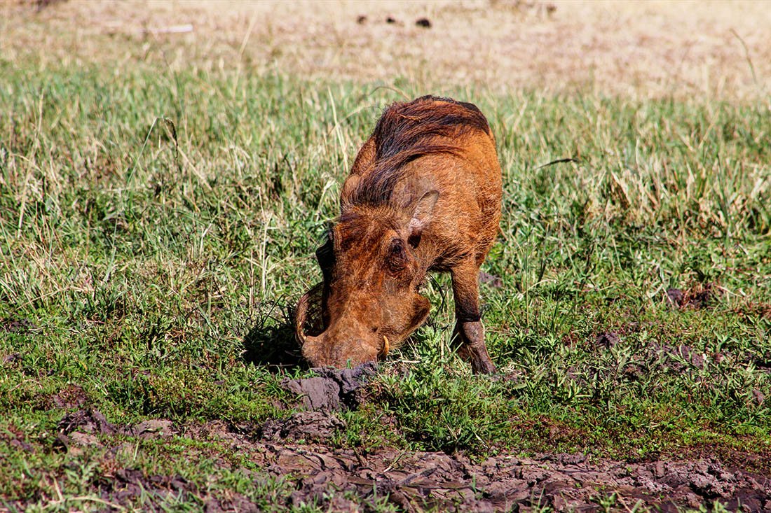 Maasai Mara_warthog