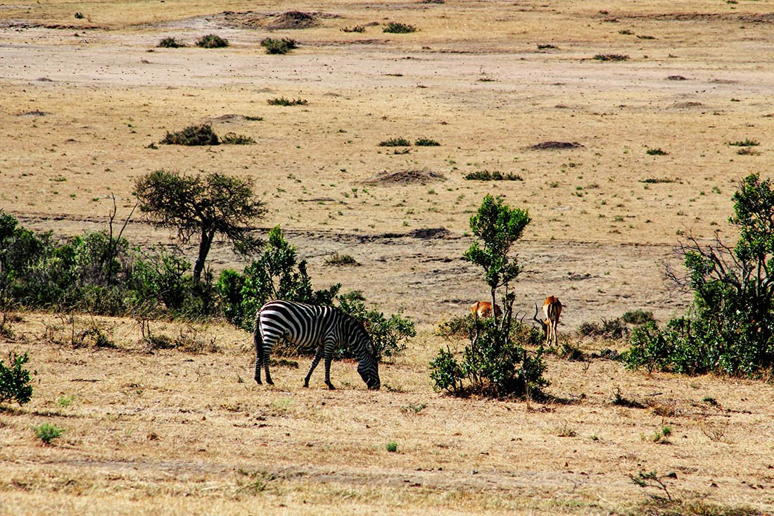 Maasai Mara_zebra grazing