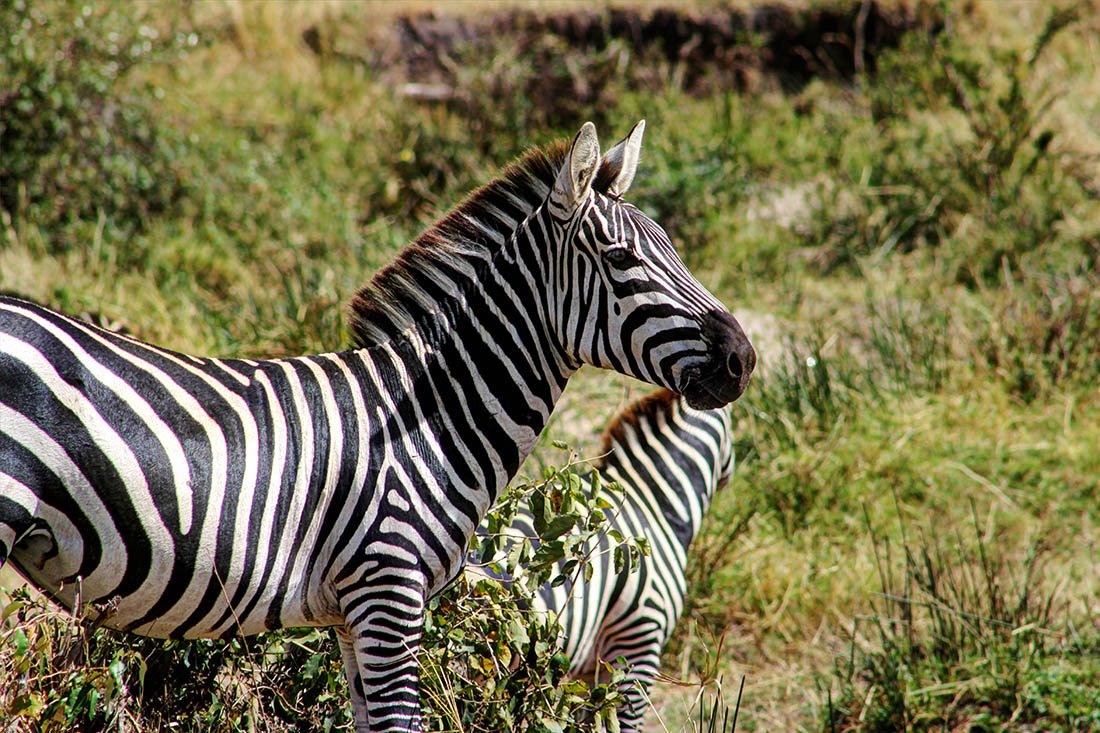 Maasai Mara_zebra