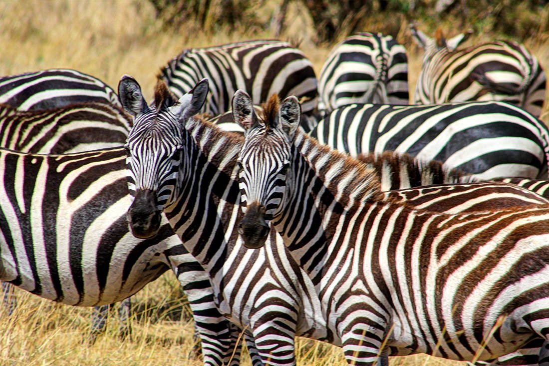 Maasai Mara_zebra1