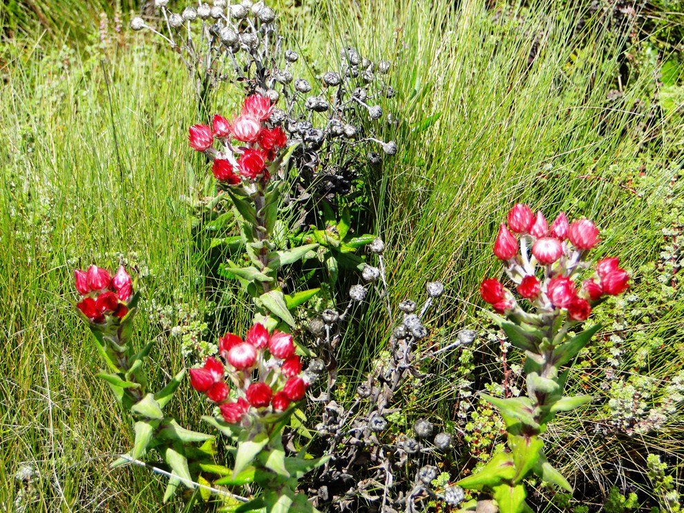 Aberdare National Park_pink flowers 2
