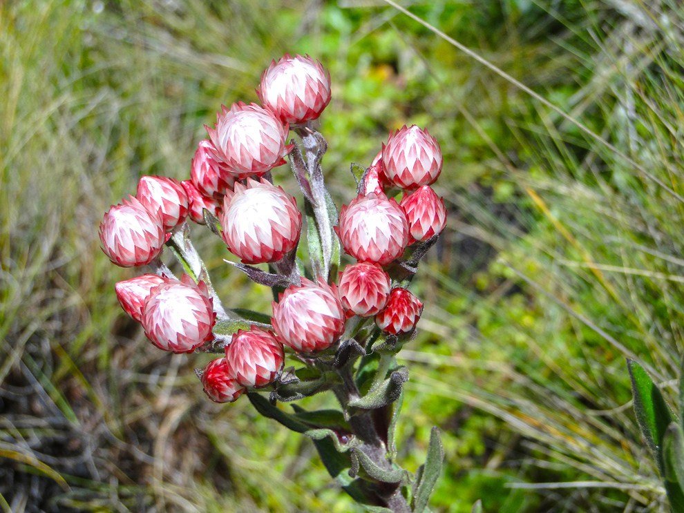 Aberdare National Park_pink flowers