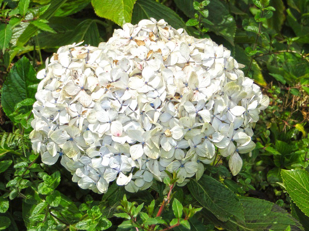 Aberdare National Park_white flowers
