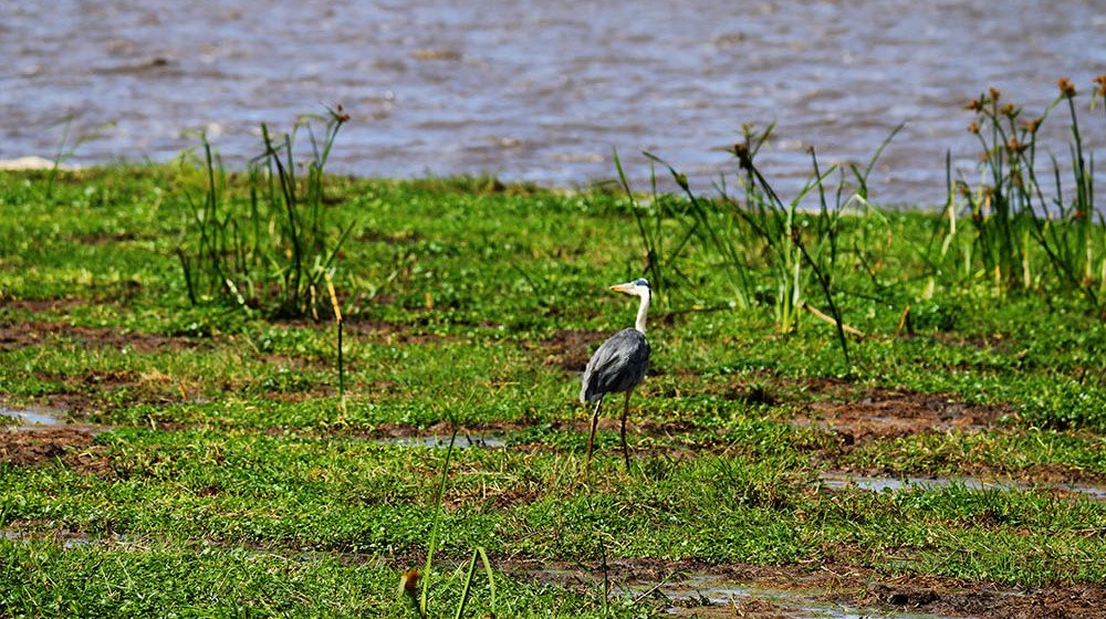 Lake Olbolossat_Bird