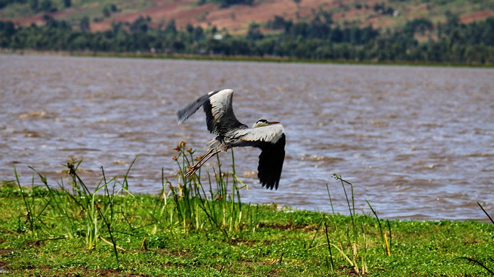 Lake Olbolossat_Bird in flight1
