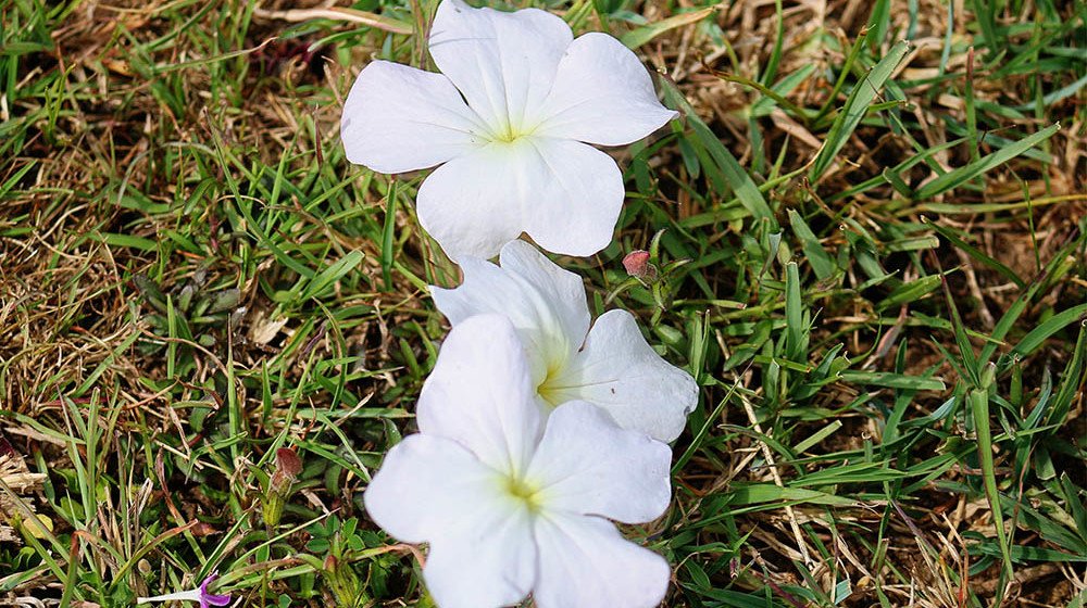 Lake Olbolossat_Flower