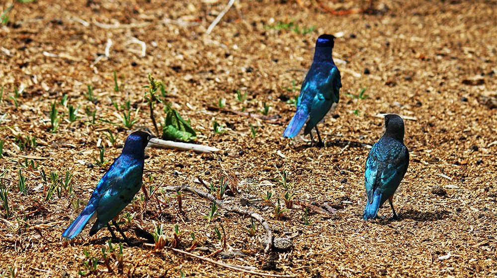 Lake Olbolossat_Superb Sterling