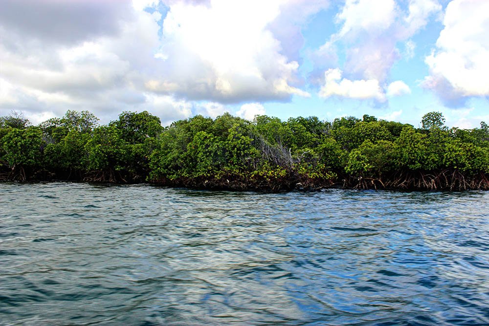Takwa Ruins_Mangrove 2