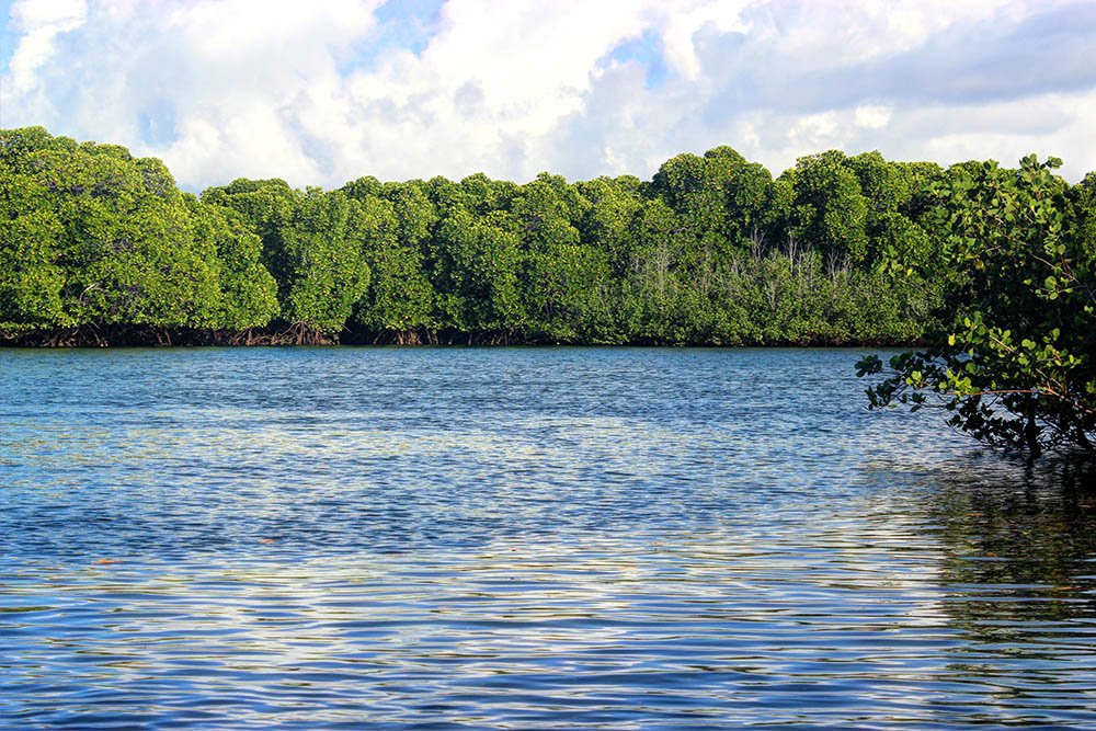 Takwa Ruins_Mangrove