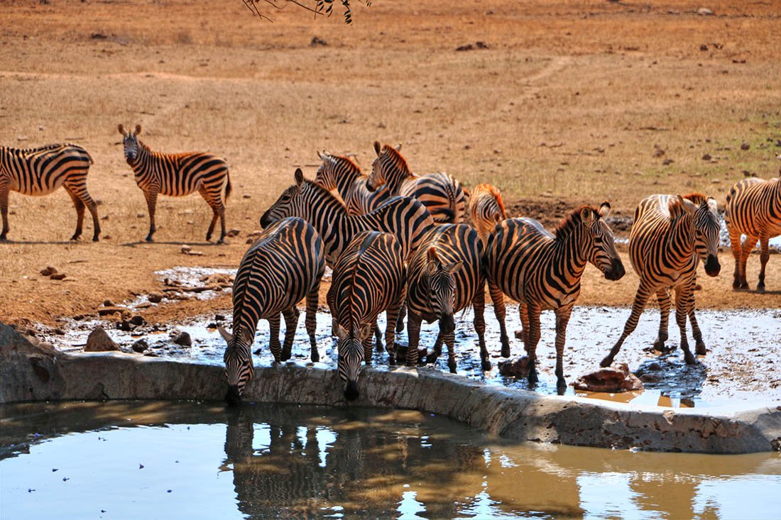 sarova-taita-hills-game-lodge_zebras