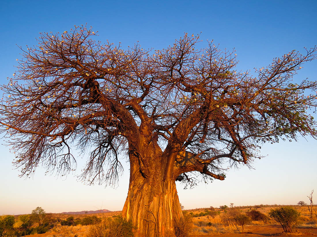 The Baobab – An Iconic African Tree – Safari254