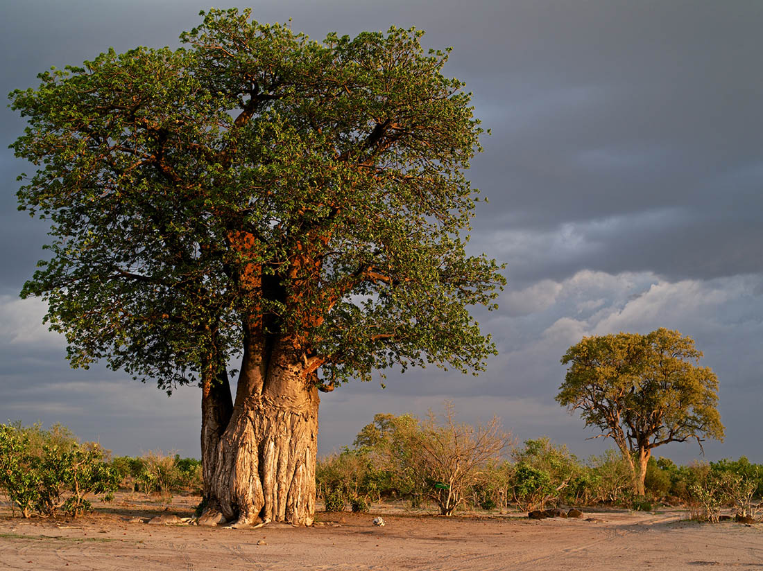 The Baobab - An Iconic African Tree - Safari254